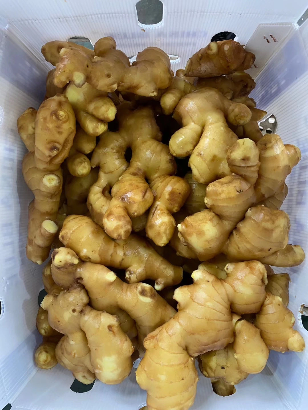 Hot Sales Fresh Ginger para exportação