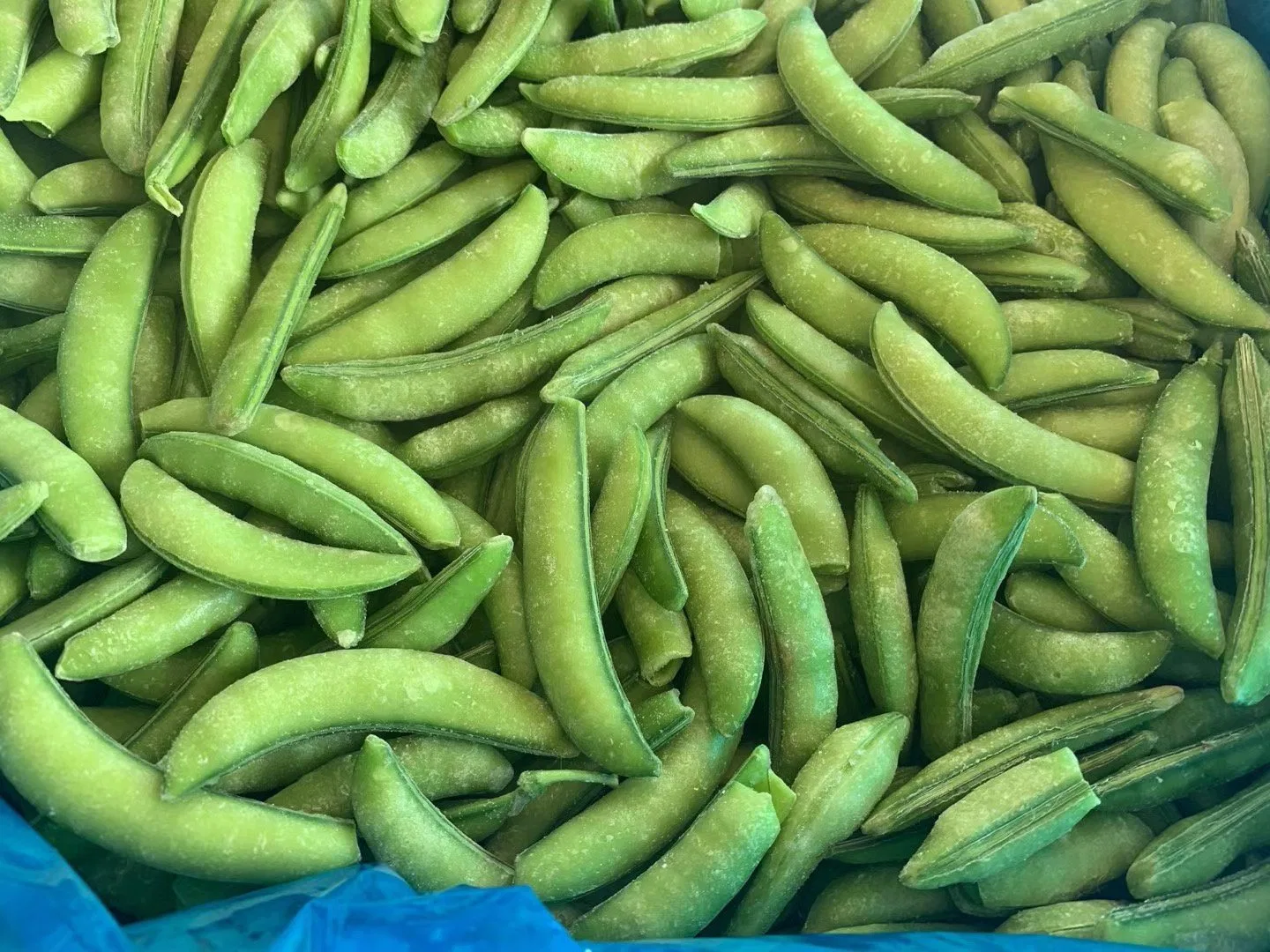 Aliments surgelés IQF pois écossés Edamame ensemble de la Chine usine