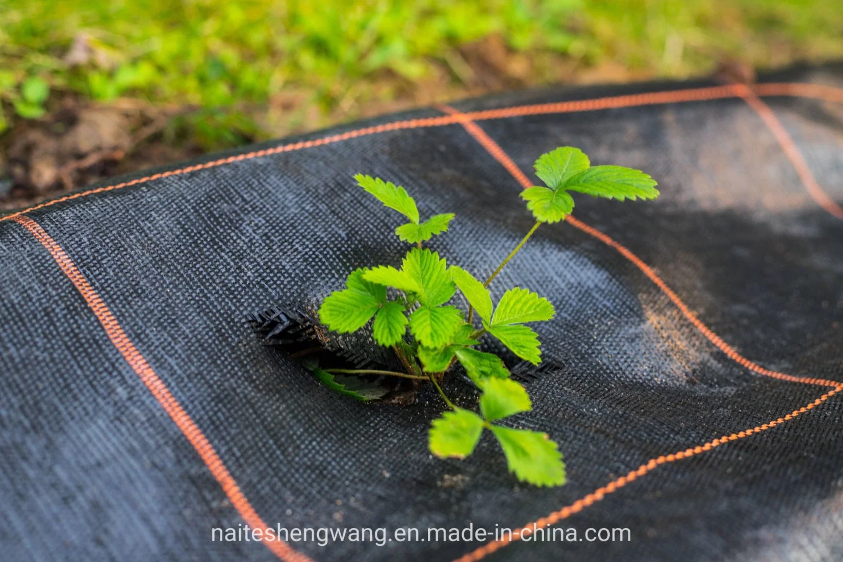 4X50m Custom UV Resistant Polypropylene Ground Cover Fabric