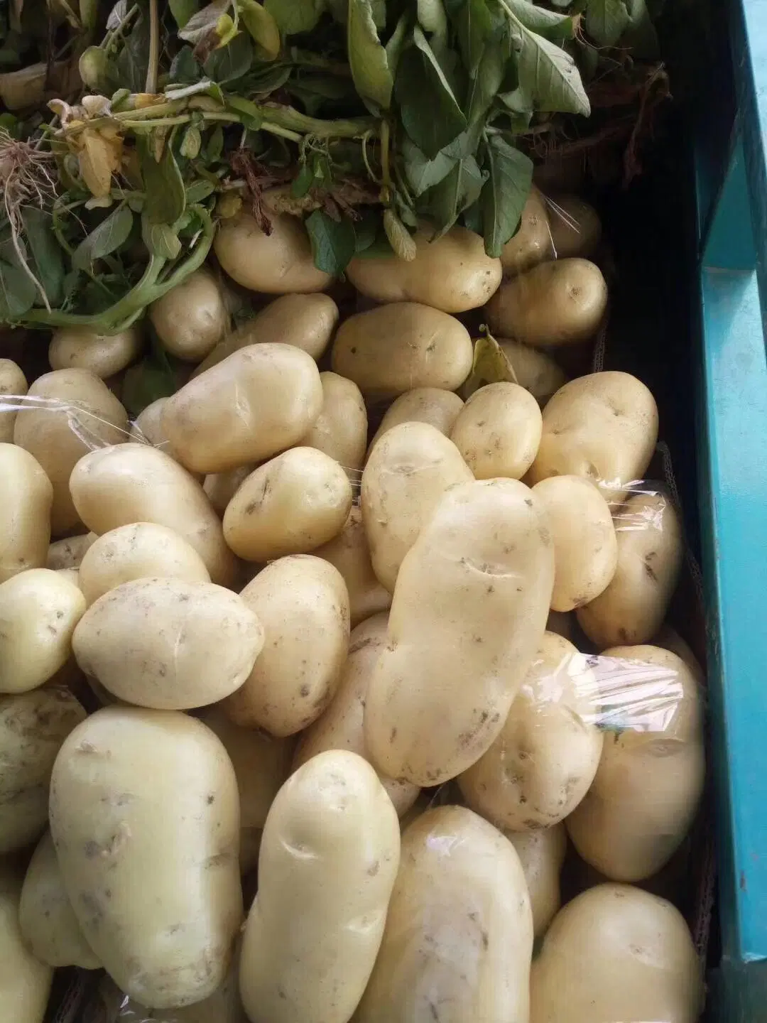 2019new Crop/Top Quality/for Global Market/Fresh Potato (90g and up)