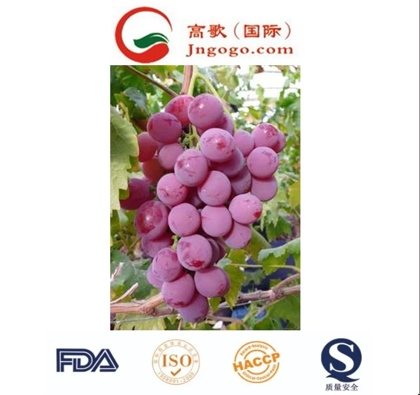 Hot Sale Sweet Fresh Grapes Wholesale/Supplier Fresh Seasonal Summer Black Sand Giant Peak Seedless Grapes for Sale