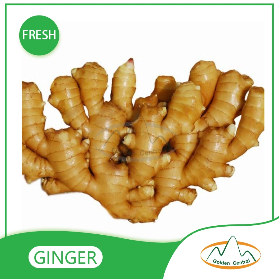 Excellent Quality Fresh Ginger Root Market Price