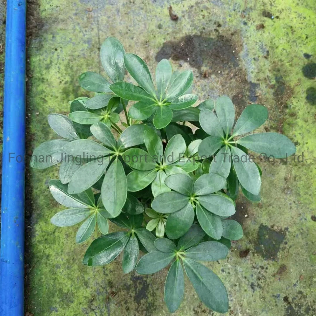 Planta de Paraguas en miniatura Schefflera Arboricola planta viva de árbol de Paraguas