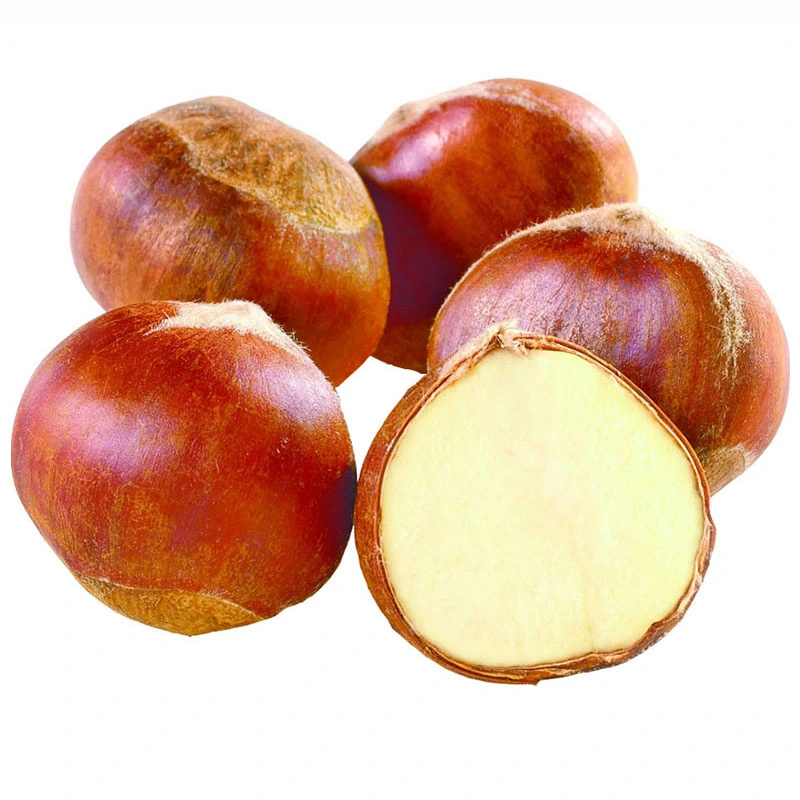 New Crop Fresh Big Size 30-40mm Dandong Chestnut Discount