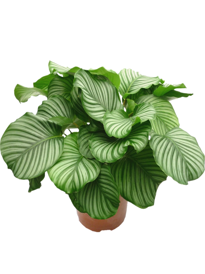 Foliage Plants Plantlets Seedling Lab Invitro Calathea Orbifolia