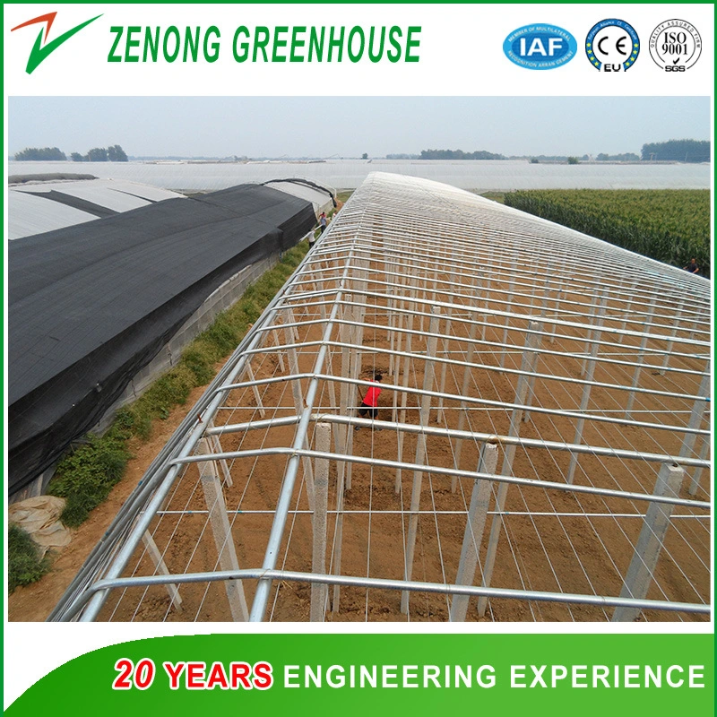 Single Span Greenhouse for Winter Planting No Need Heating China Special Greenhouse with Soil Back Wall