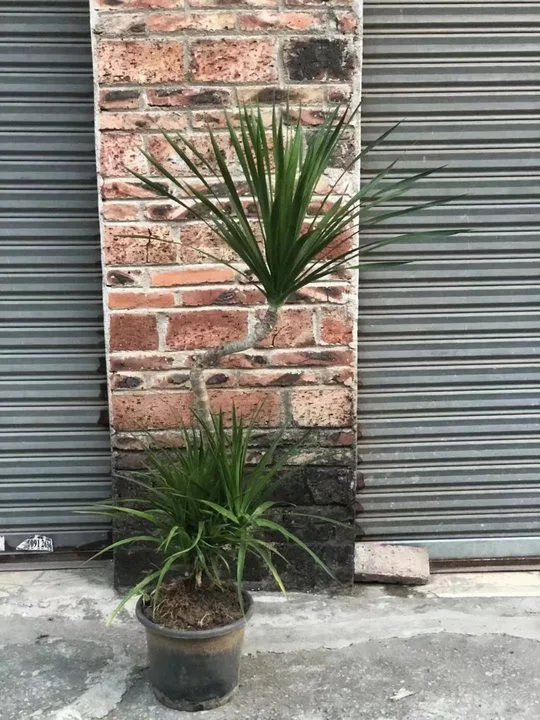 Árbol de la Sangre de Dragón Dracaena Vy. Ex L. en el exterior de la Planta Real Bonsai S-Shape