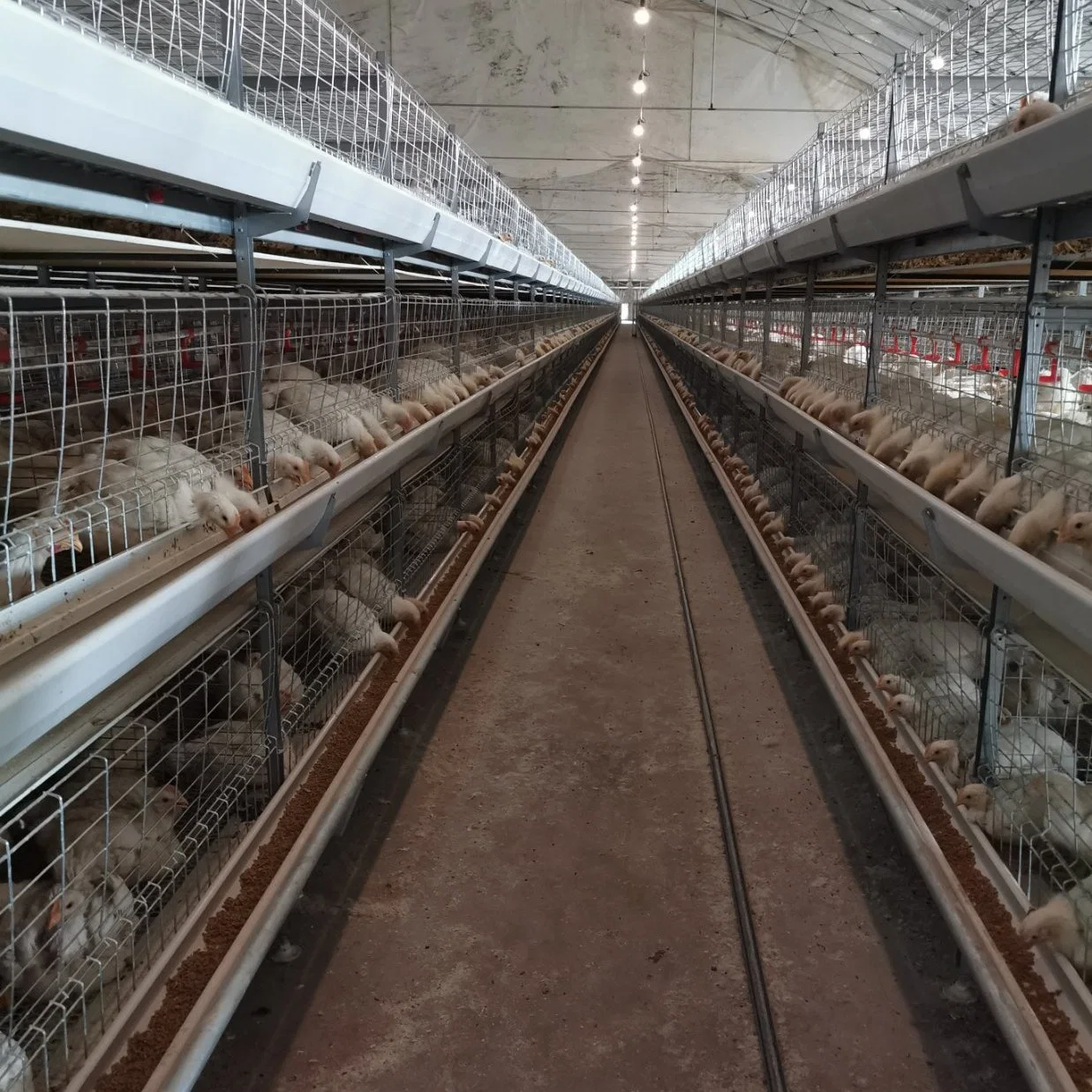 Equipo automático de la Avicultura jaulas en batería de la capa de pollo