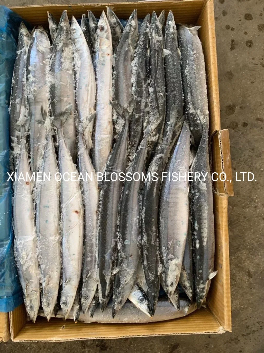 High Quality Taiwan Pacific Saury Hot Sale From China Manufacturer