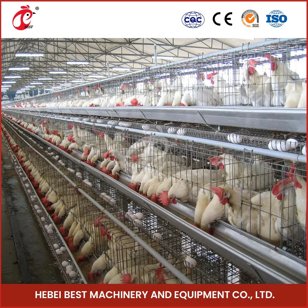 Bestchickencage un tipo de jaula de la capa de China de la capa de pollo rústico Coop muestra gratuita de fabricación de jaulas de gallina ponedora de Configuración de alojamiento