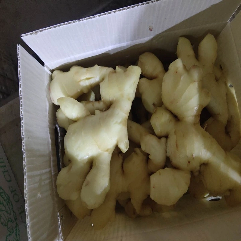 New Crop Fresh Ginger Vegetables 150g up in 5kg, 10kg Carton