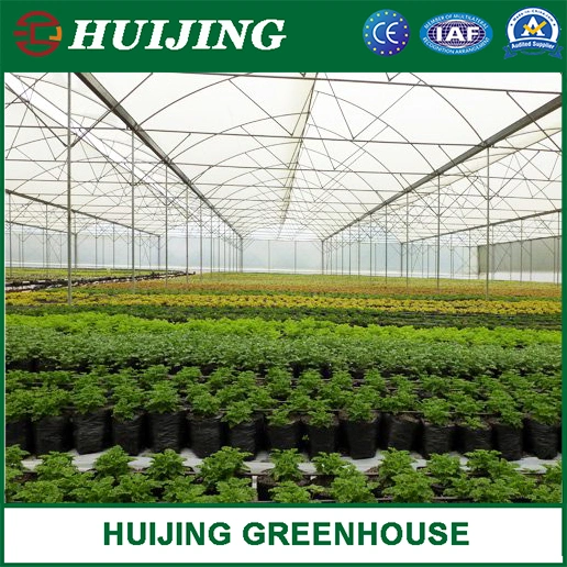 Professional Multi-Span Tunnel Film Plastic Agricultural Greenhouse for Strawberry Hydroponics Growing