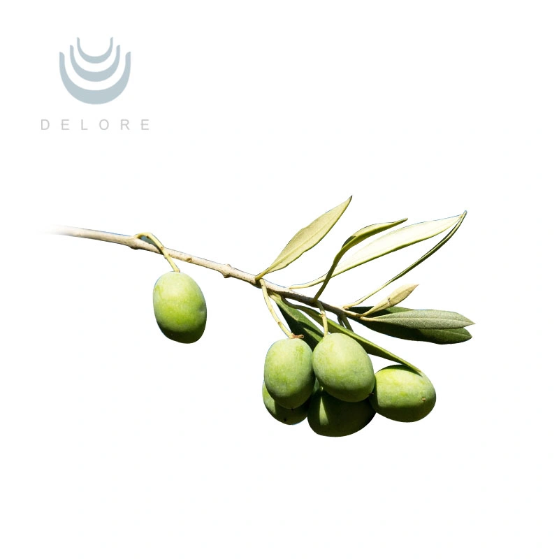 98% Oleanolic Acid Olive Leaves Extract Powder Olive Leaf Extract Oleanolic Acid