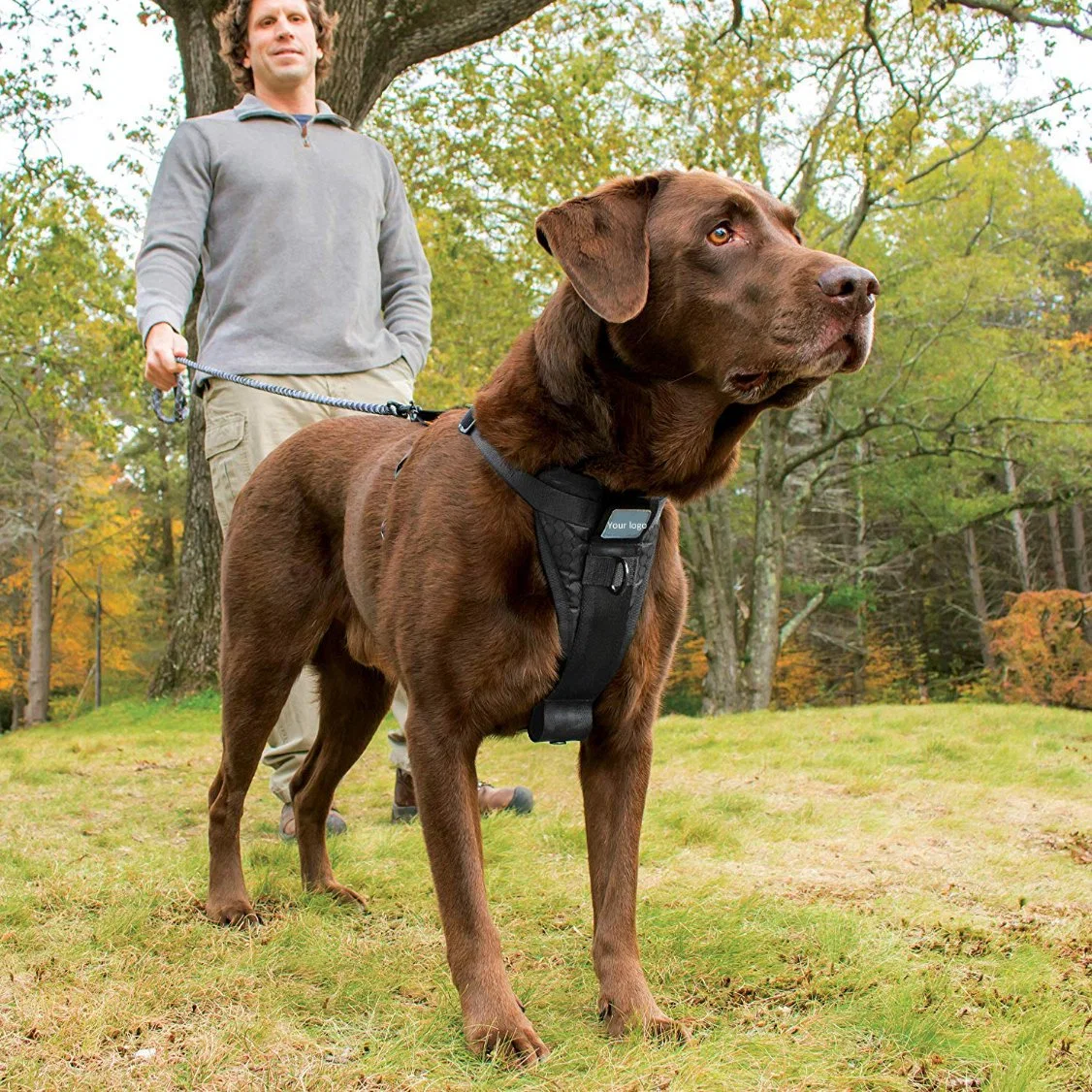 Faisceau de chien pour les animaux de compagnie le harnais de sécurité inclus de ceinture de sécurité de voiture