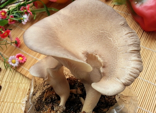 Brc a Approved Wholesale/Supplier Delicious Canned Oyster Mushroom Whole