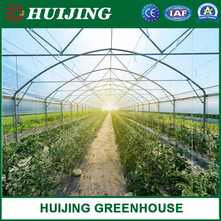 Hot Sale Polytunnel Single-Span Plastic/Film/PC Greenhouses for Agriculture