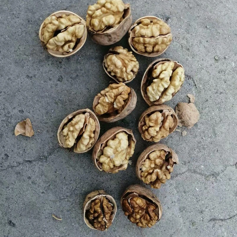 Chinese Manufacture of Walnuts Inshell From Xinjiang Best Price