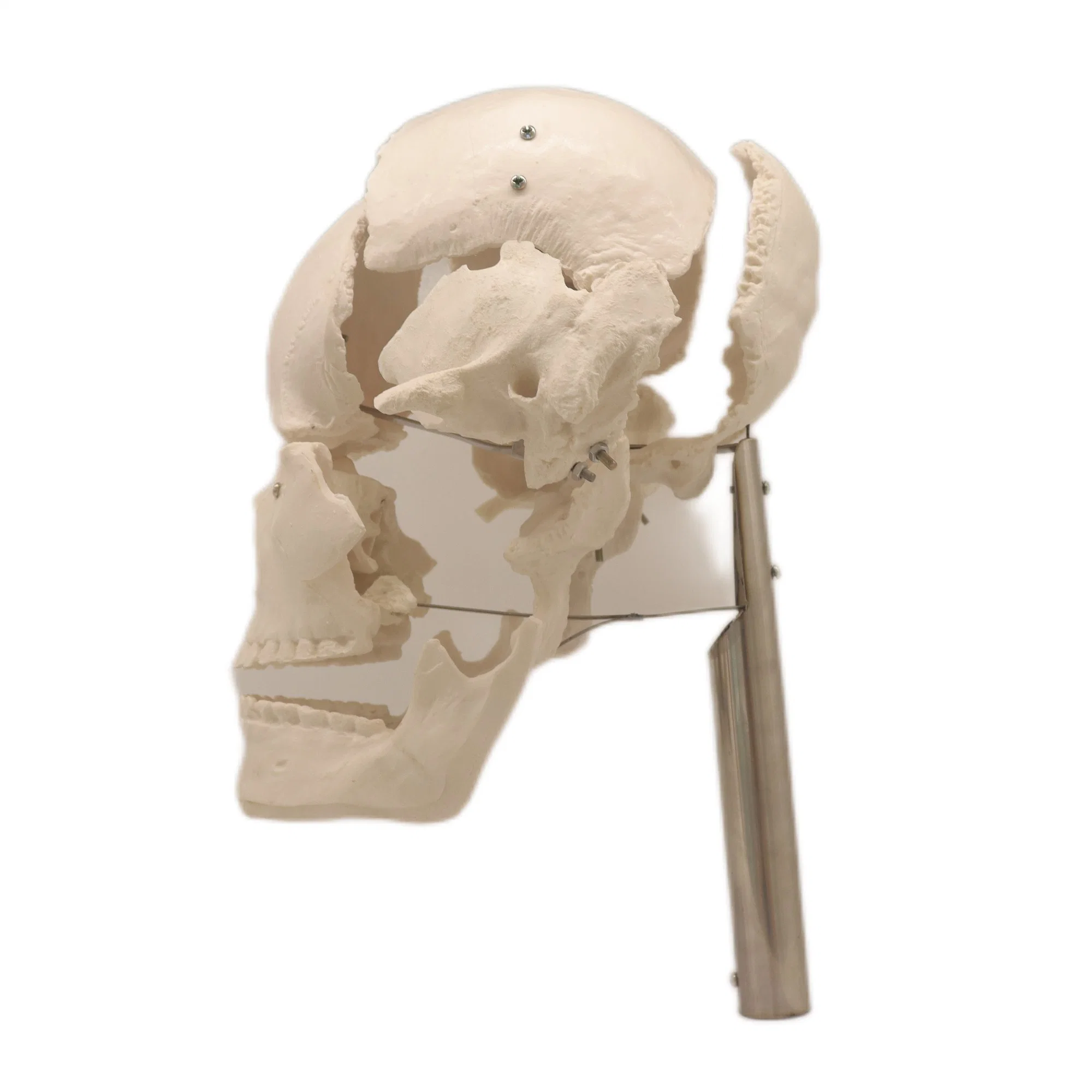 Good Selling Classic Lab Teaching Models The Separated Human Skull Model of PVC