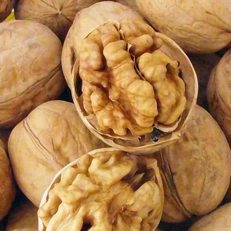 Nature Walnuts Wholesale/Supplier Chinese Paper Shell Walnut