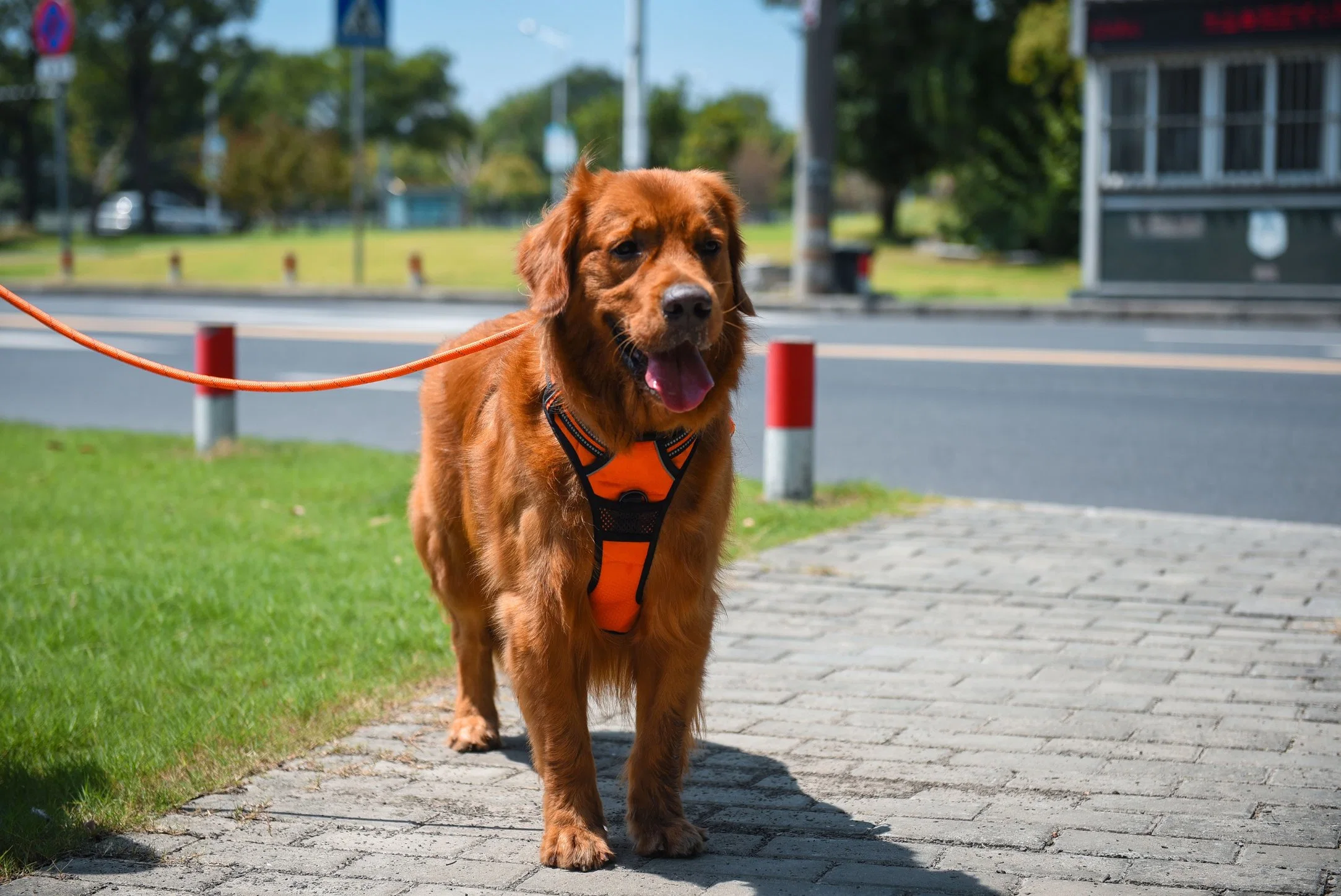 Amazônia vender quente ajustável reflexivo Acolchoado macio sem puxar o colete de estimação cães do chicote de fiação e leash para Big Dog