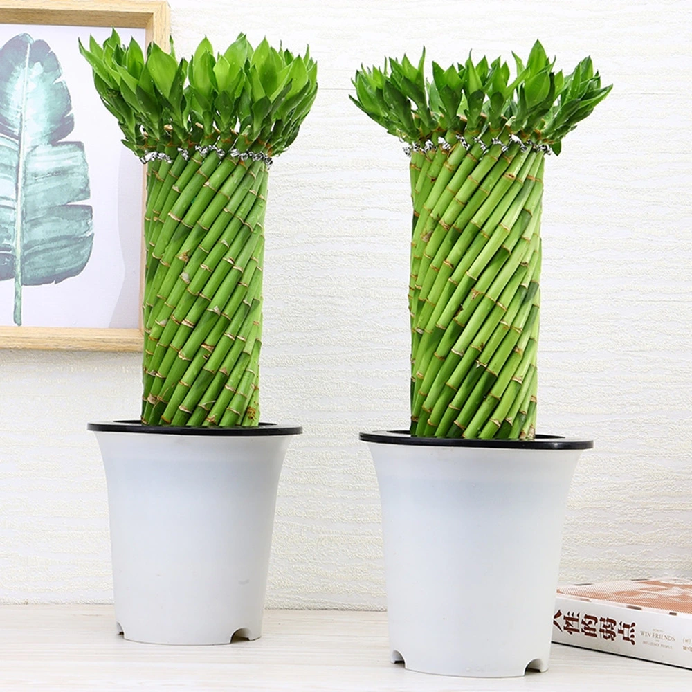 Bonsai Lucky Bamboo Arrangement Stiel Live Indoor Plant Einzigartige Gartengeschenk, Tabletop Office Dekor