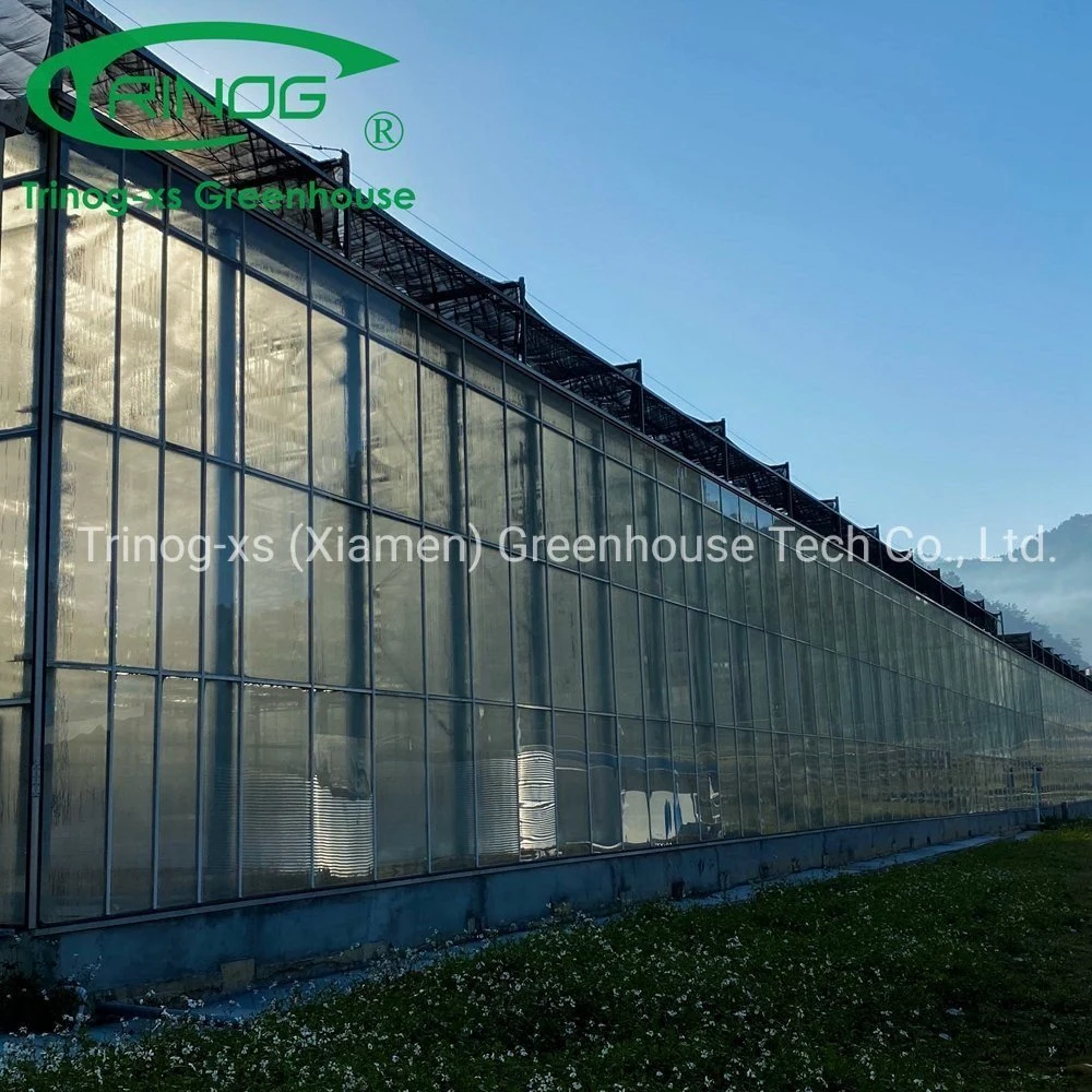 Low Cost OEM Multi-span Galvanized Steel Pipe Structure Glass Greenhouse for Seeding Planting