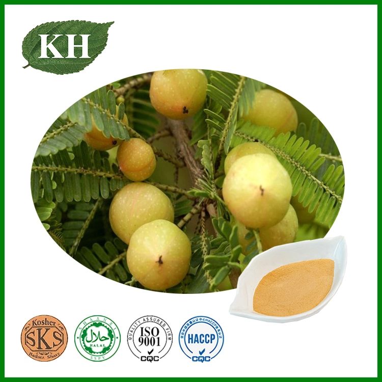 Phyllanthus Emblica Extract 3% Gallic Acid Used for Antioxidant