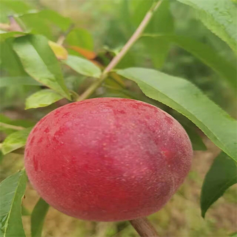 Organic nuevos sabores dulces sanos y frescos Joicy Melocotón amarillo