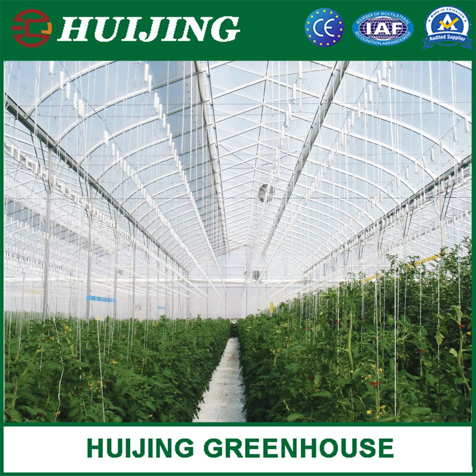 Venlo/Tunnel/Gothic Complete Greenhouse Solution for Cucumber