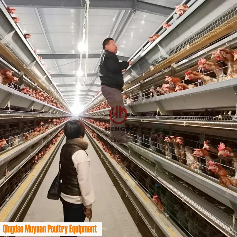 Contrôle automatique galvanisé à chaud 4 niveaux ferme avicole de poulet de batterie/le matériel agricole pour le bétail couche/hen montée maison de ferme