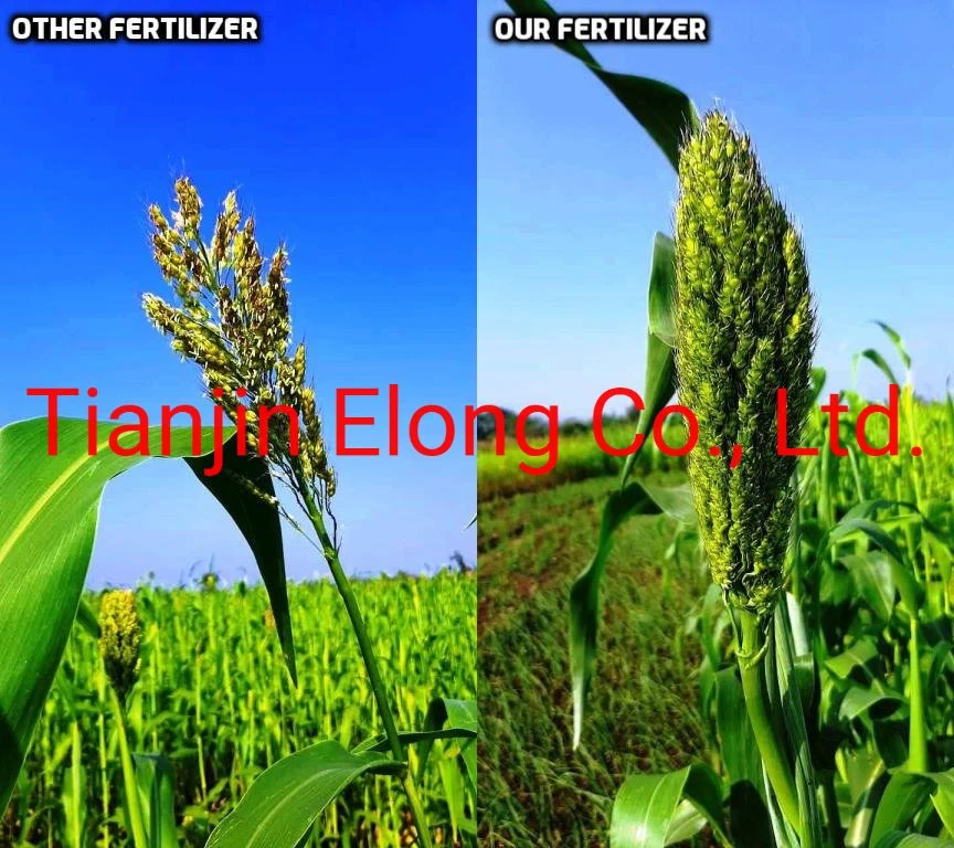 Peptide Organic Compund Fertilizer for Vegetables