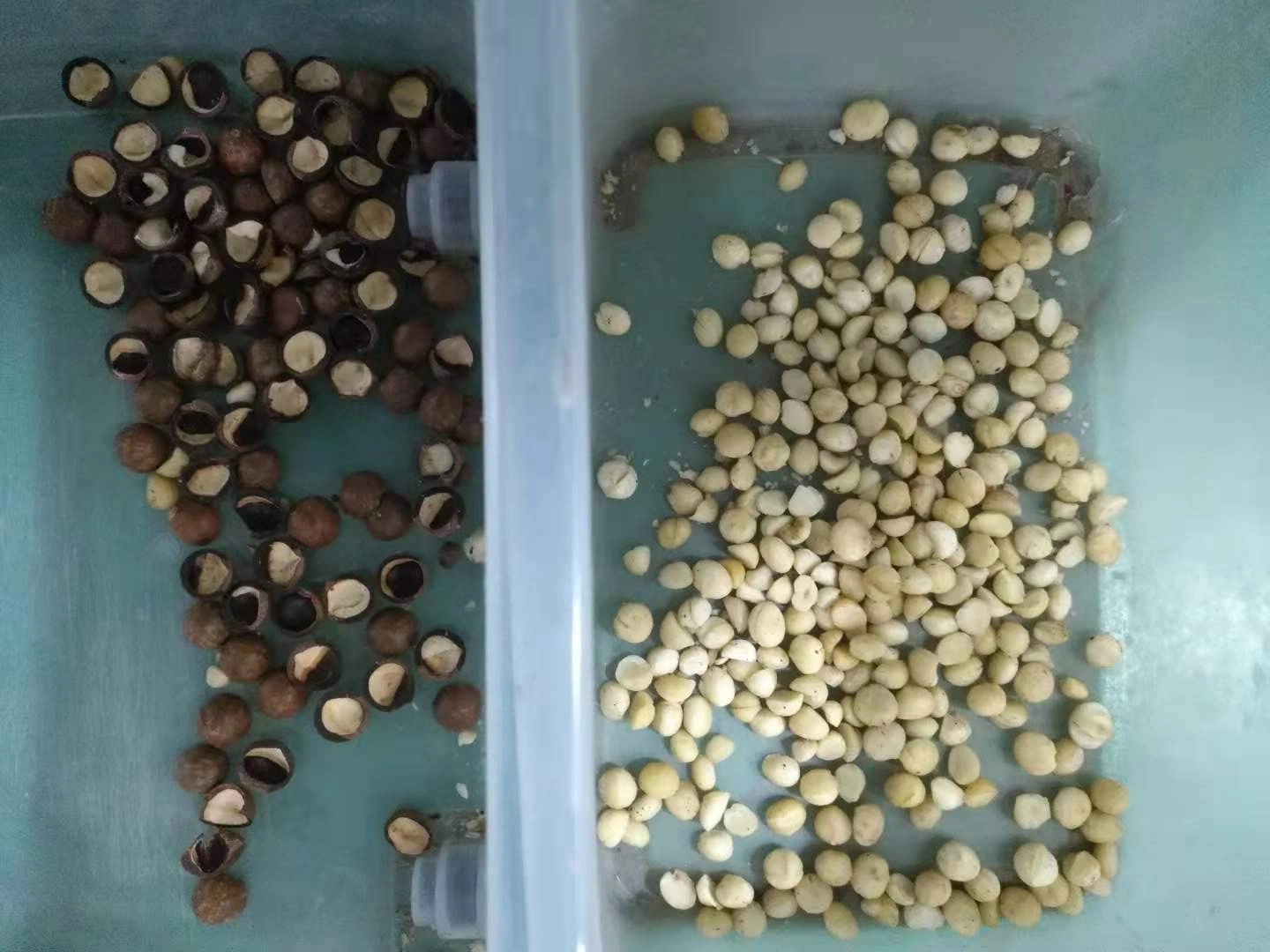 Macadamia Nuts Shell Kernel Color Sorting Machine Color Sorter