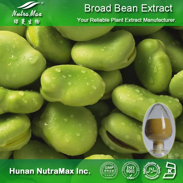 High Quality Broad Bean Extract (Ratio: 4: 1~20: 1)