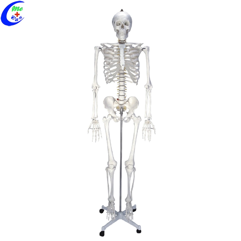 Medizinische Schule Menschliche Anatomie Dummy Skelett Modell