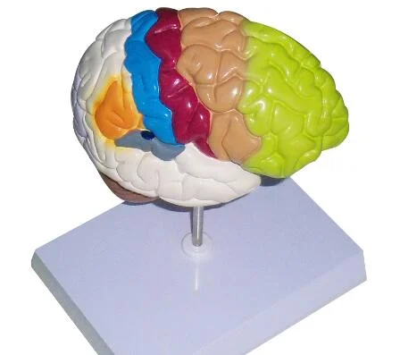 PVC 3D Región funcional anatómica Modelo cerebral pintado