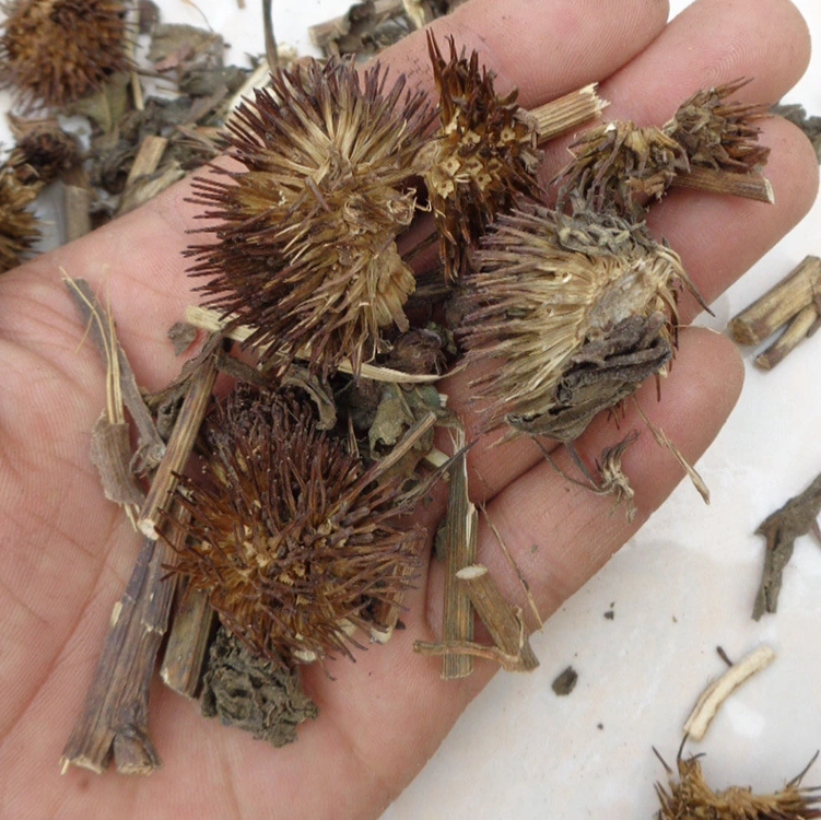 Salud Alimentos Medicina tradicional China herbaria Echinacea purpurea para el extracto