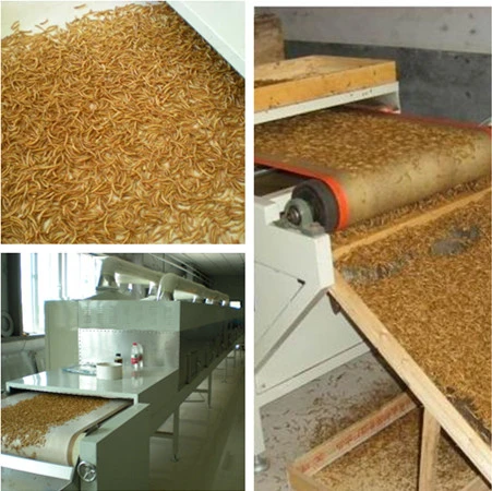 Tunnel Edible Nutritional Insect Dryer Crickets Grasshopper Mealworm Black Soldier Fly Larvae Bsfl Drying Equipment