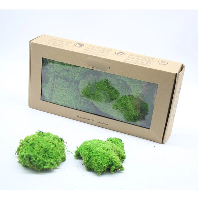 Stabilized Environmental Moss New Low Price Moss Board Home Office Decoration Wall