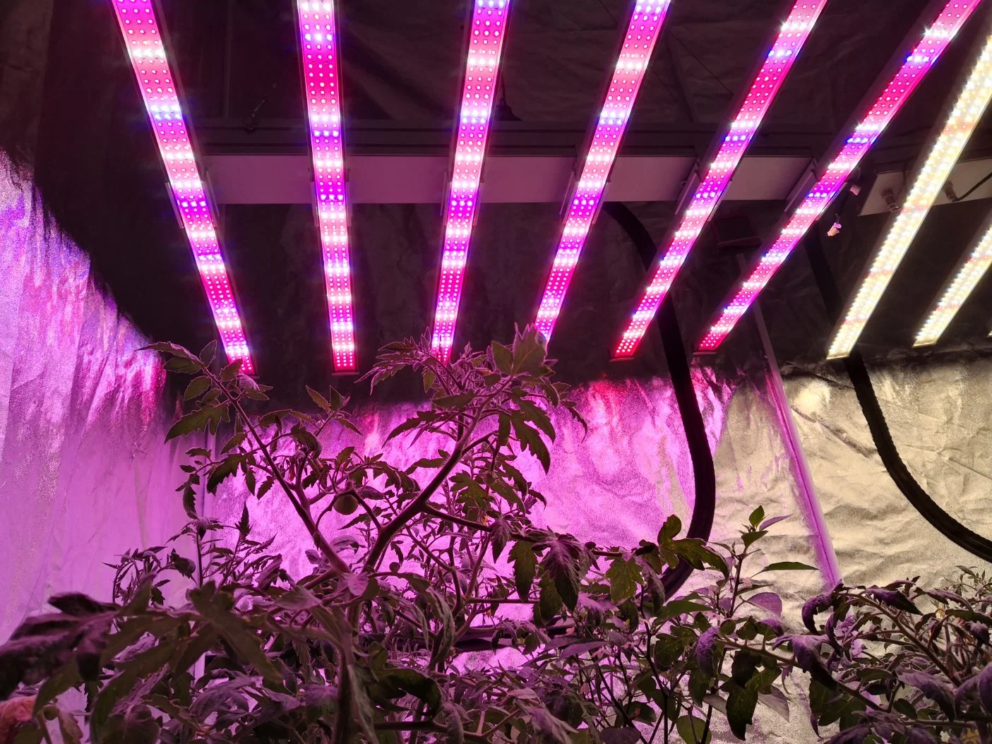 Quiet Hydroponic Full Spectrum and Red Blue Ratio Grow Light 1000W LED Grow Light Flashlight