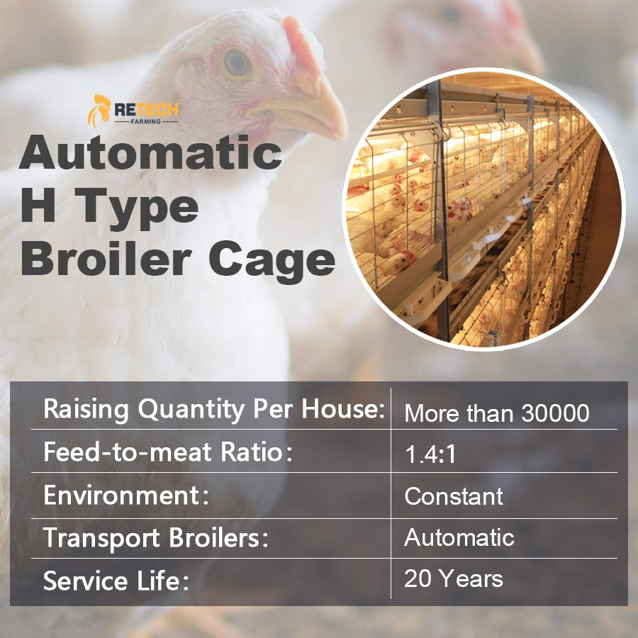 Automatische Geflügelmaschine H Typ Broiler Hühnerhuhn Farm Ausrüstung Fütterungssystem in Usbekistan