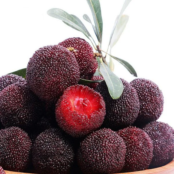 S609 Organic Chinese Fruit Seeds Yang Mei Seeds Bayberry Seeds