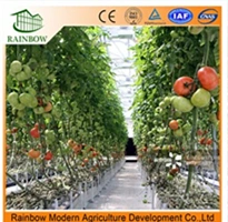 Agricultrue Glass Greenhouse Hydroponics System