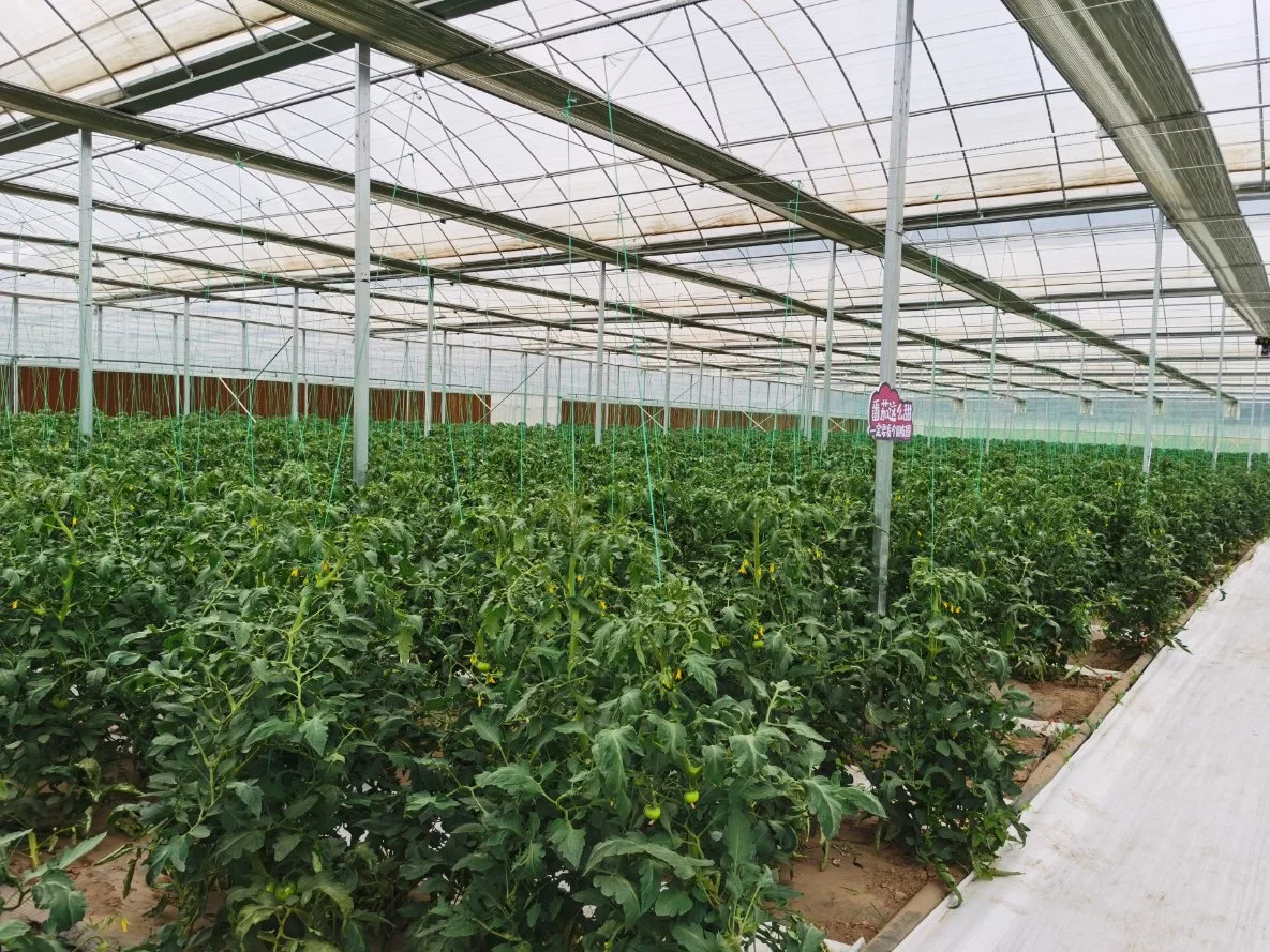 Perfect Commercial Manufacture Best Made Greenhouse Plastic Film