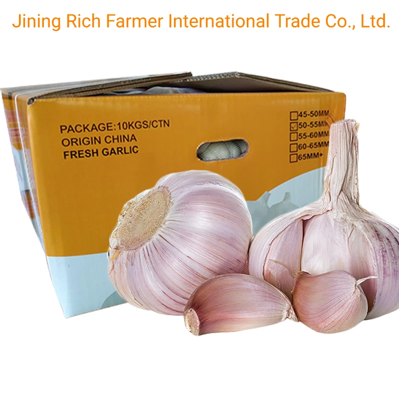 China New Crop Fresh Garlic for Export