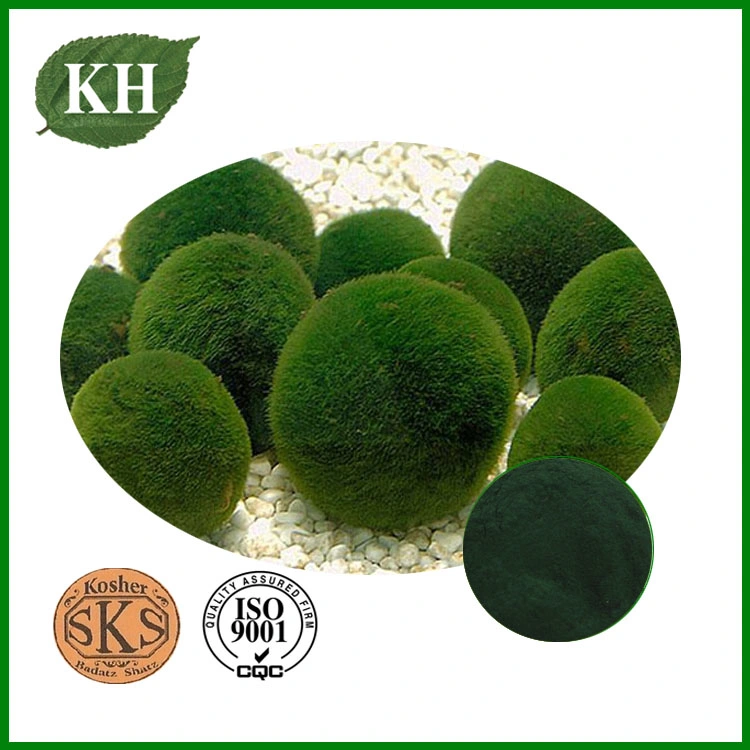 High Containing Protein 55% Chlorella Powder