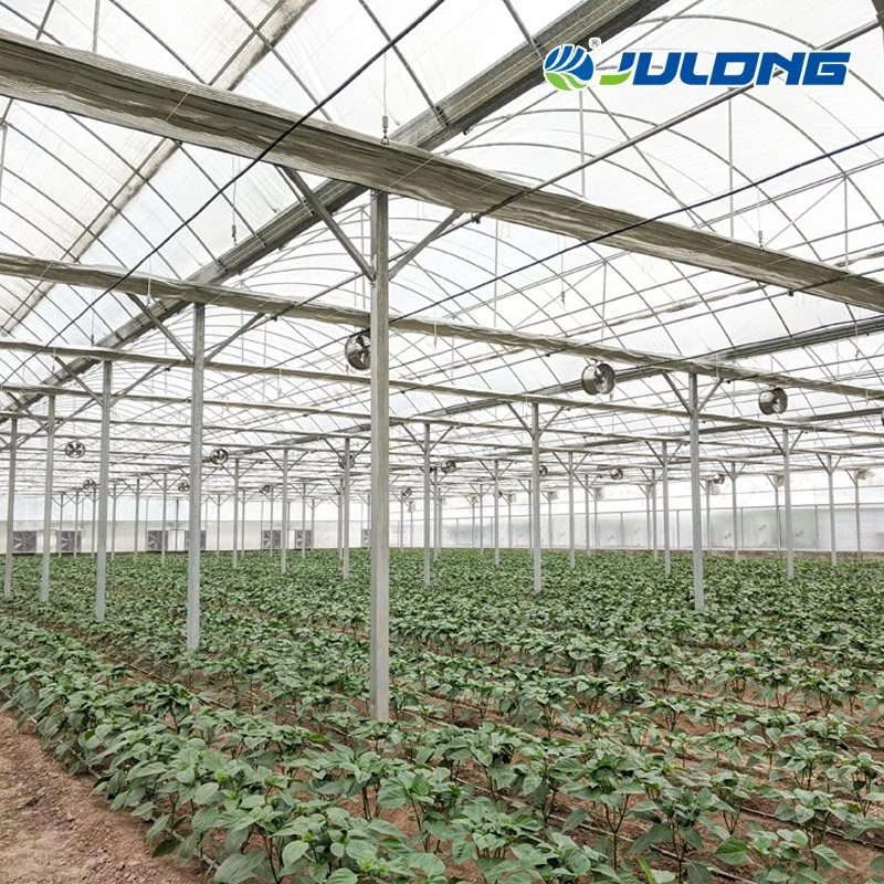 Multi Span Económico Agricultural Grow Tunnel Plastic Film Greenhouse for Verduras