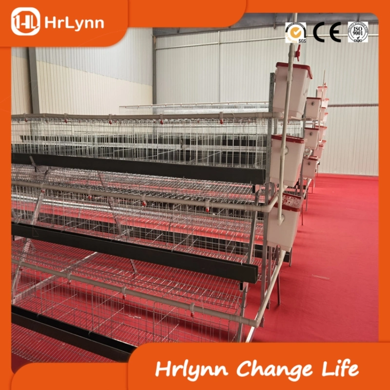Large Farm Livestock and Poultry Breeding Equipment a Type Chicken Cage