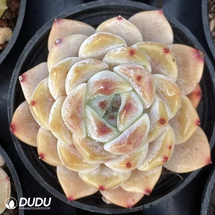 Dudu China Proveedor Cheap Echeveria plantas Naturales vivas ligeramente borrachos Para la venta