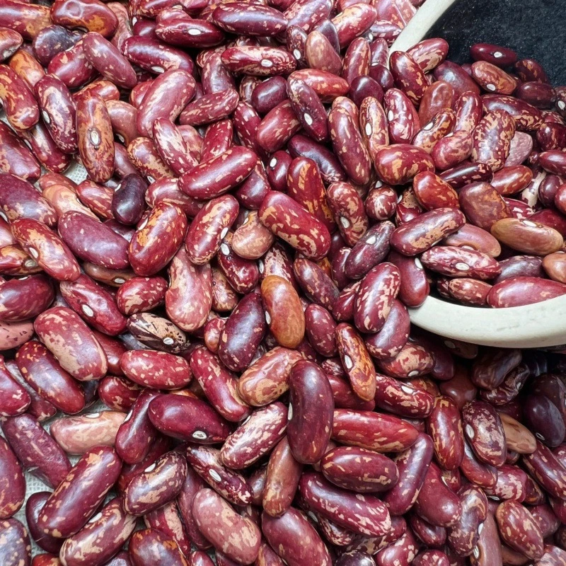 Dark Red Kidney Beans Long Shape Kidney Beans