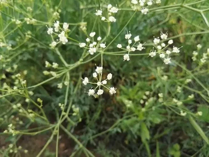 Фан Фэн китайский природных Radix Saposhnikoviae сушеные Divaricate Saposhnikovia коренных